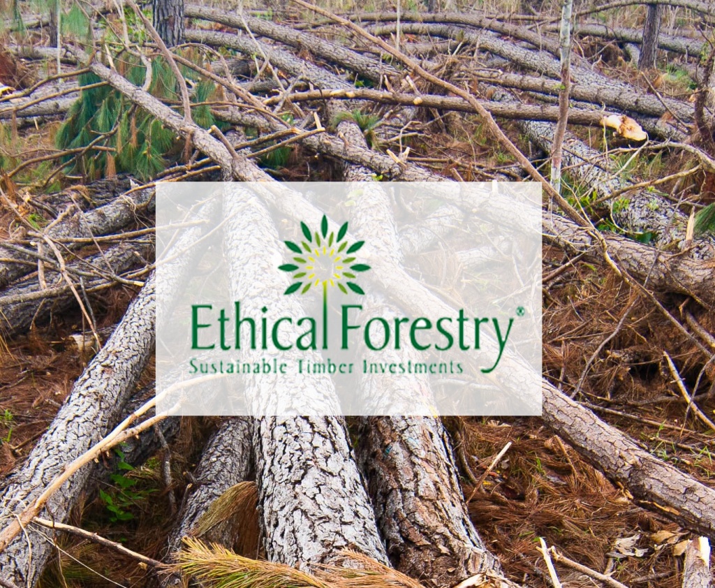 At least 2 Ethical Forestry plantations described as suffering “severe-total” damage after Hurricane Otto